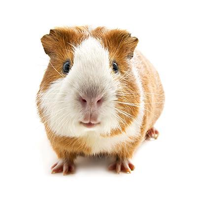 Fun Facts of Guinea Pigs