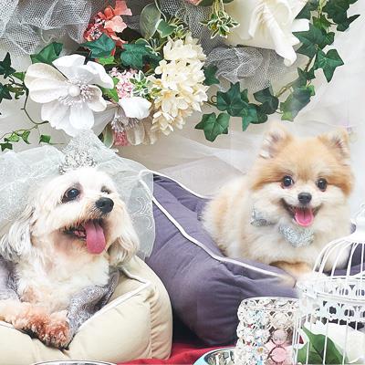 Holding a wedding for your pet?