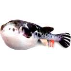 IMMITATION TOY-PUFFER FISH BWAT2651